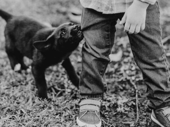 What to Do Immediately After a Dog Bite Incident