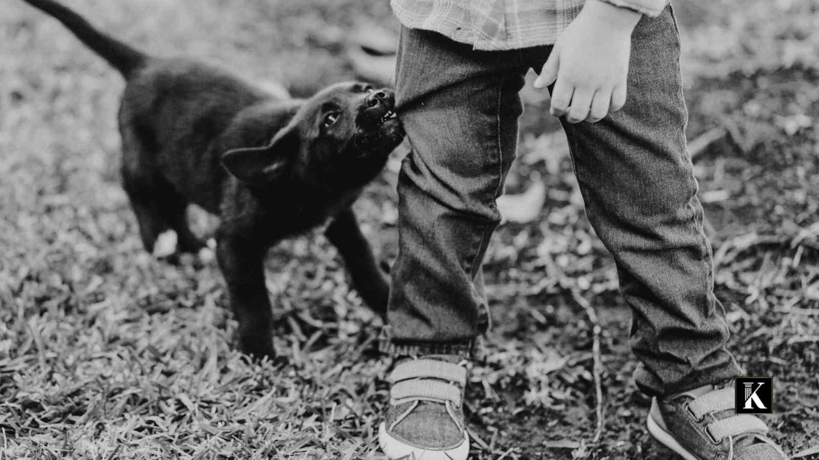 After a Dog Bite Incident