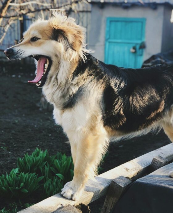 black and tan german shepherd
