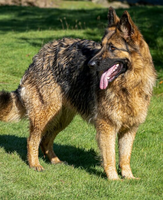 a dog standing in the grass with its tongue out