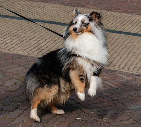 a dog that is standing on a leash