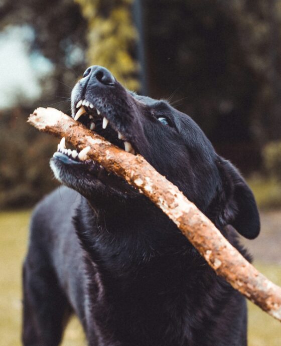 black dog biting brown twig