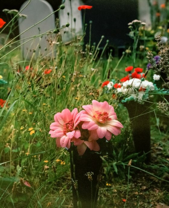 pink flowers with green leaves