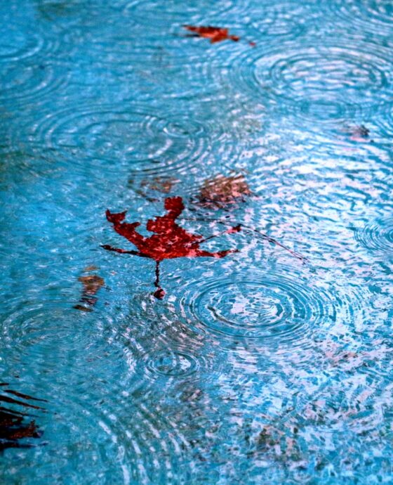 leaf floating on body of water